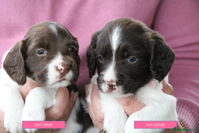 English Springer Spaniel dogs - Advert 1