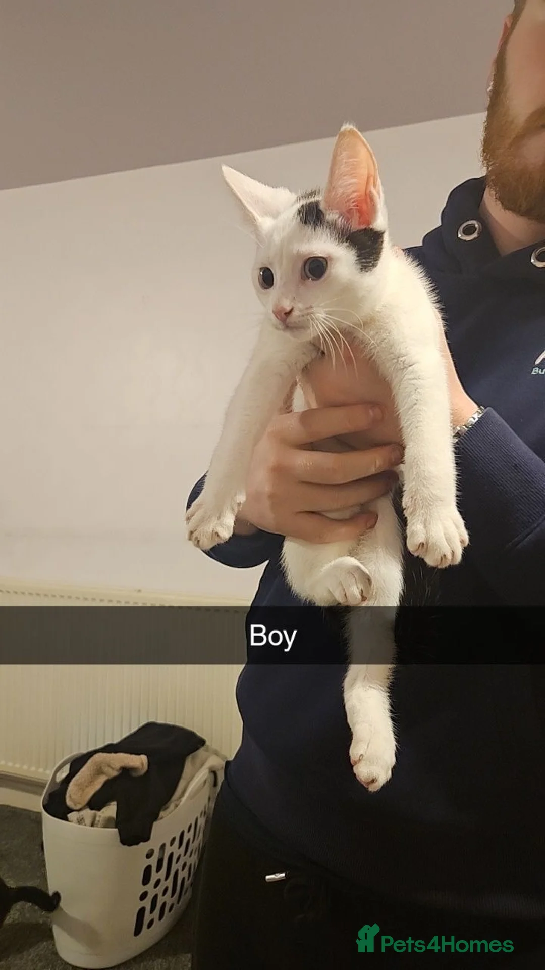 Mixed Breed cats for sale: Need re-homing asap huddersfield in Huddersfield - Advert 2