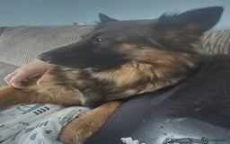 German Shepherd dogs for sale: 1 year old GSD  - Image 1