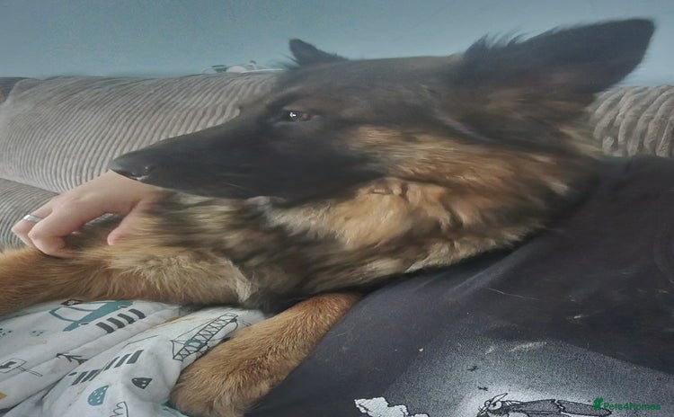 German Shepherd dogs - Advert 15