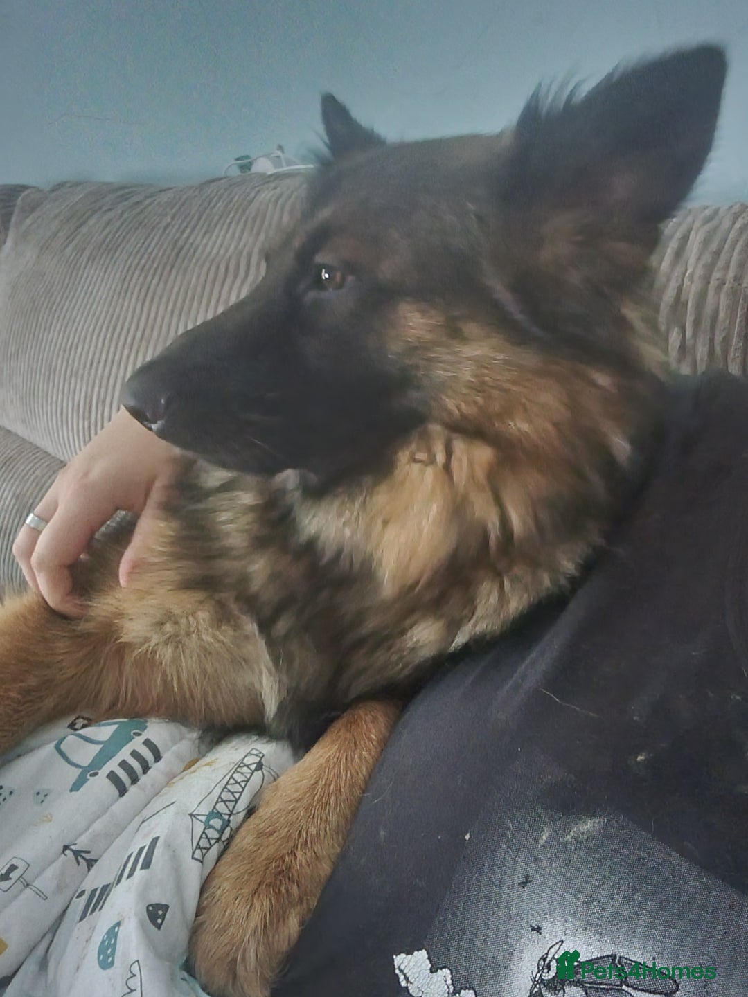 German Shepherd dogs for sale: 1 year old GSD  - Image 1