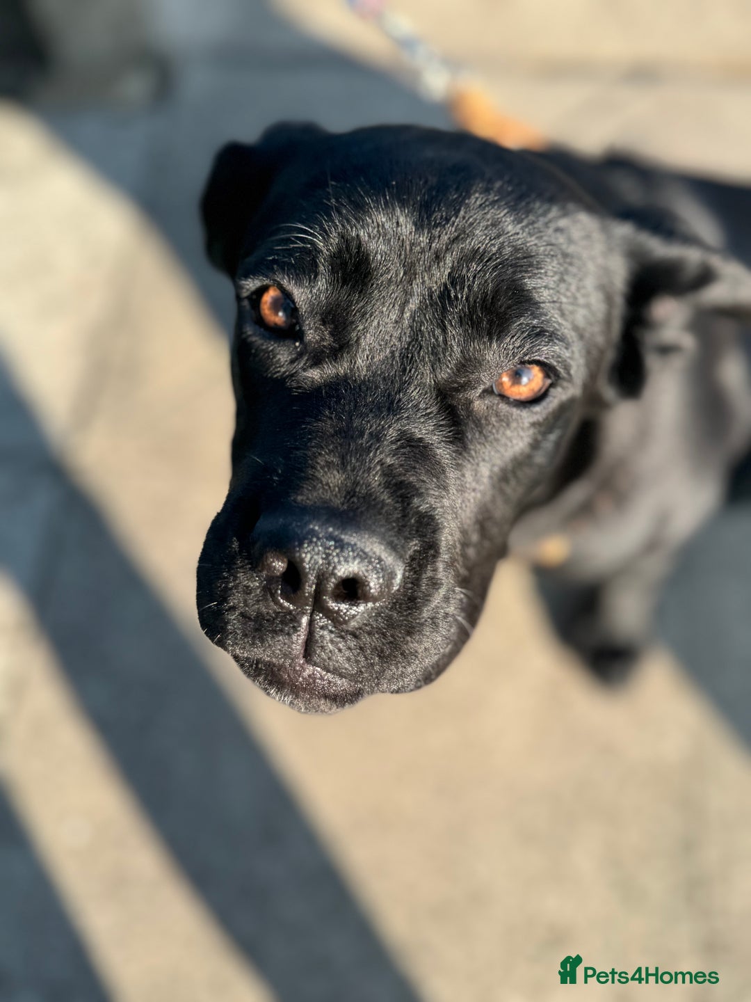 Cane Corso dogs for sale: Cane corso for sale  - Image 9