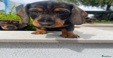 Dachshund dogs - Advert 13