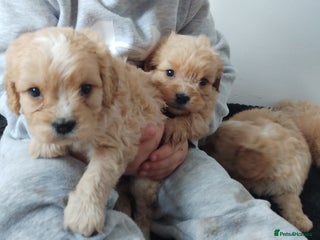 Cavapoo dogs Last remaining pup available - Advert 9