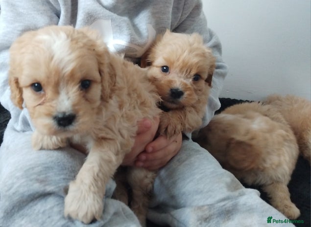 Cavapoo dogs Last remaining pup available - Advert 16