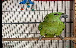 Parrots birds for sale: Female Tame Baby Yellow Nape Amazon With Papers - Advert 3