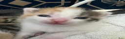 Mixed Breed cats for sale: 6 beautiful kittens available  - Advert 5
