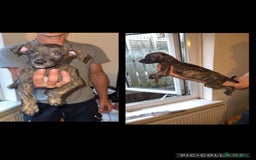 Lurcher dogs for sale: Lurcher (collie bull greyhound) pups - Image 2