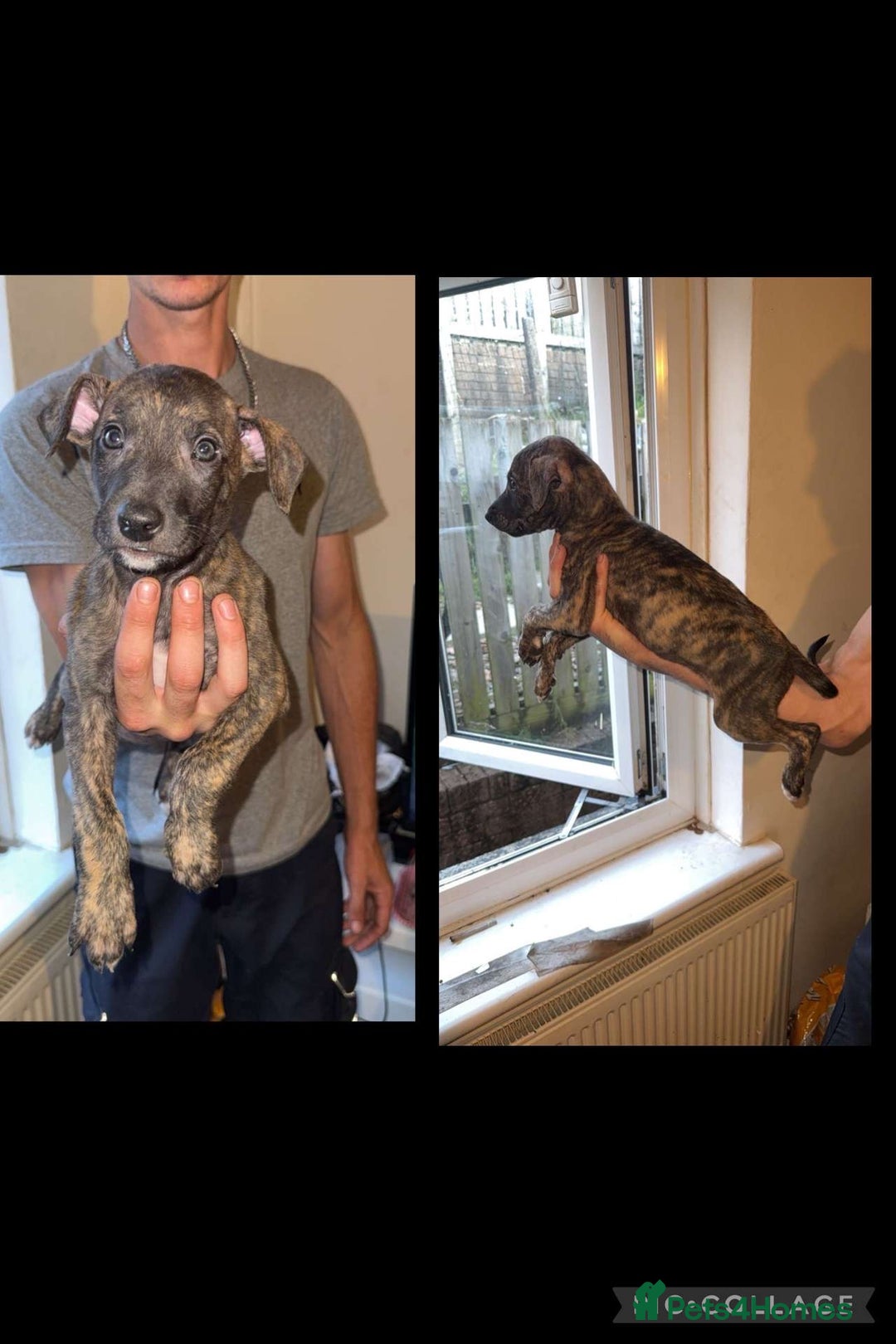 Lurcher dogs for sale: Lurcher (collie bull greyhound) pups - Image 2