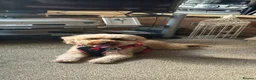 Cockapoo dogs for stud: 2 year old Cockapoo ready to stud! - Advert 7