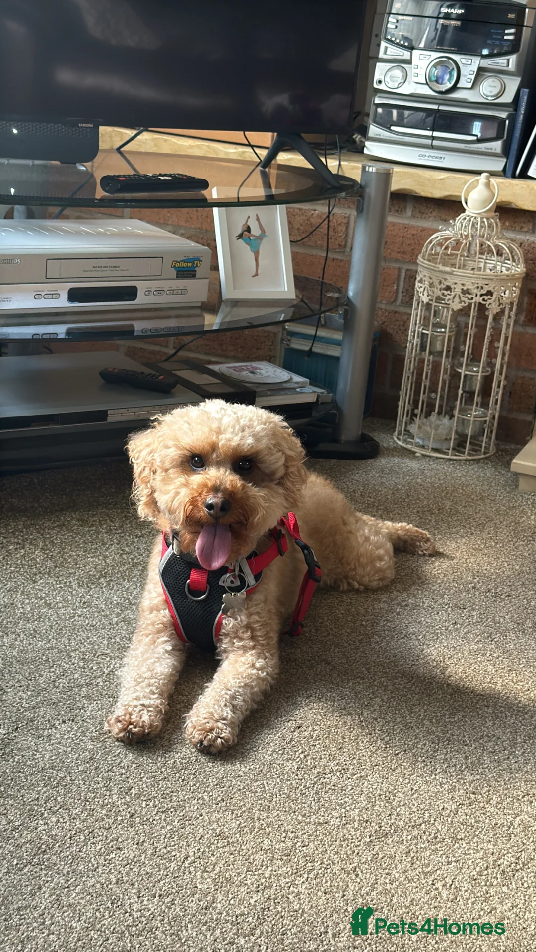 Cockapoo dogs for stud: 2 year old Cockapoo ready to stud! - Advert 7
