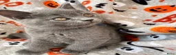 British Shorthair cats for sale: British Shorthairs - Advert 33