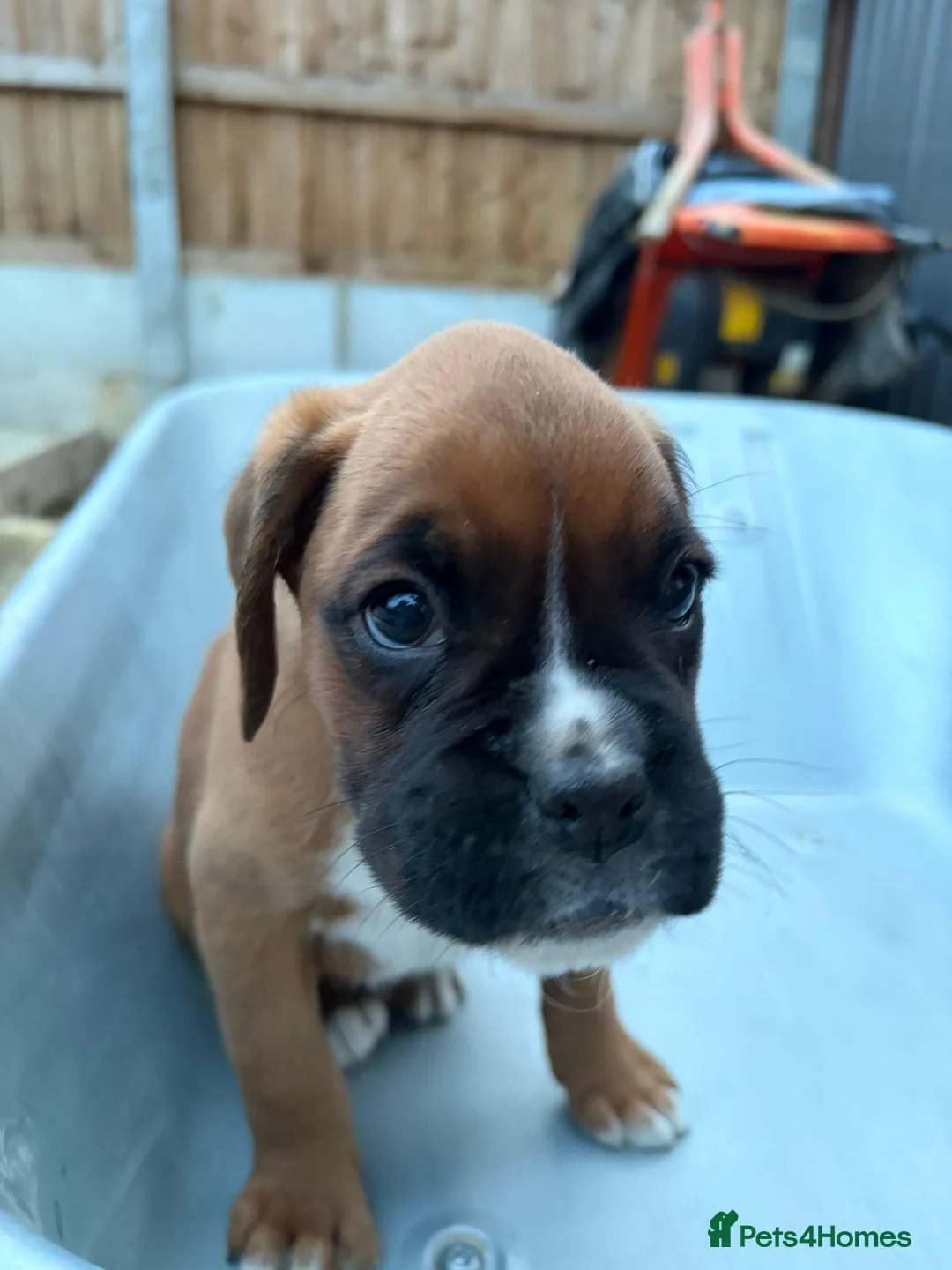 Boxer dogs for sale: Stunning KC Registered Boxer Puppies in Ipswich - Advert 20