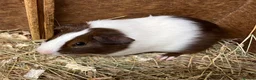 Guinea Pig rodents for sale: Male/Boar Guinea Pigs - Advert 4