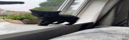Mixed Breed cats for sale: 2 black male kittens for adoption  - Advert 6