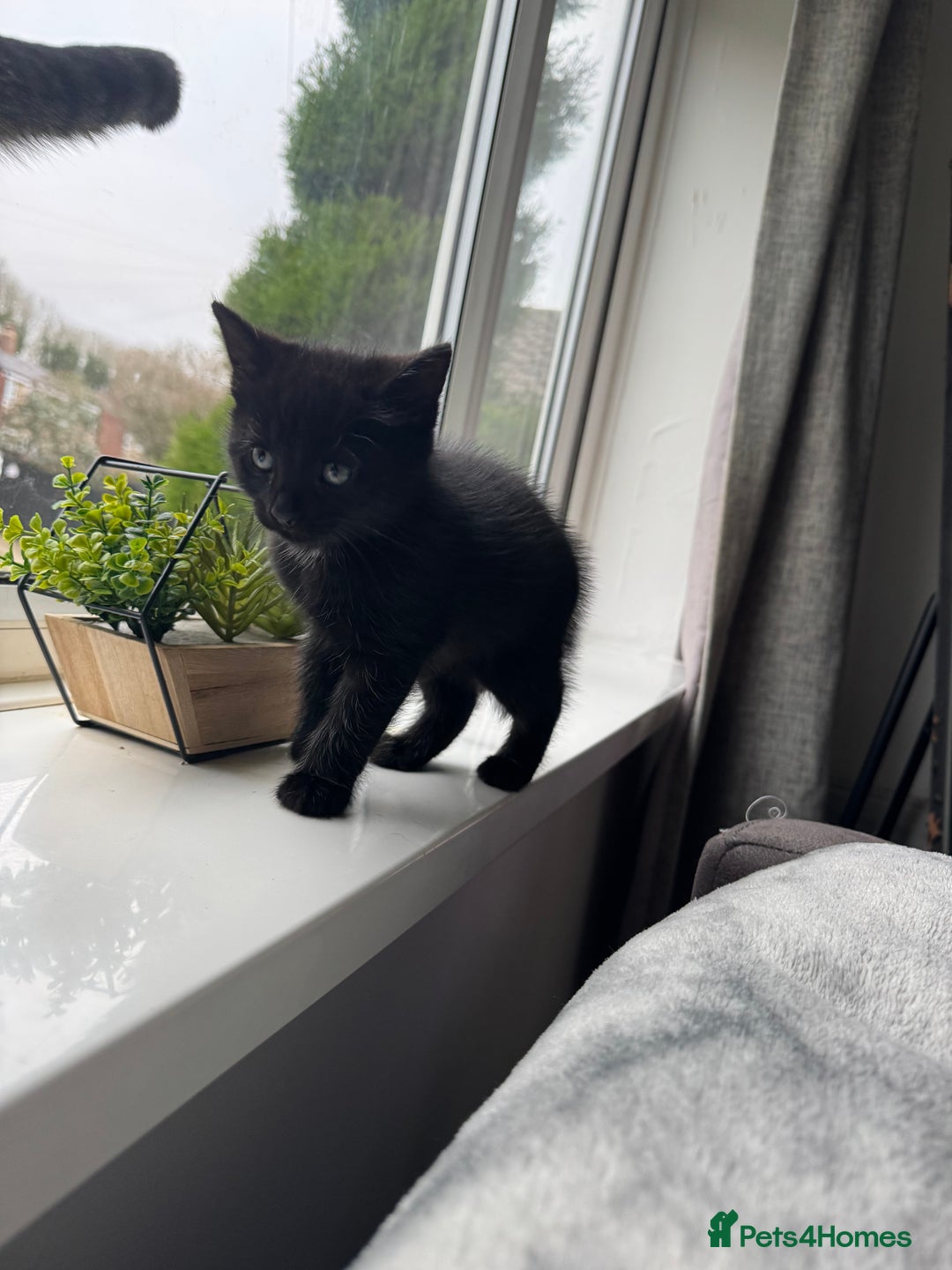 Mixed Breed cats for sale: 2 black male kittens for adoption  - Advert 6