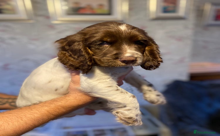 Cocker Spaniel dogs - Advert 1