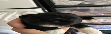 Shih Tzu Puppy 3