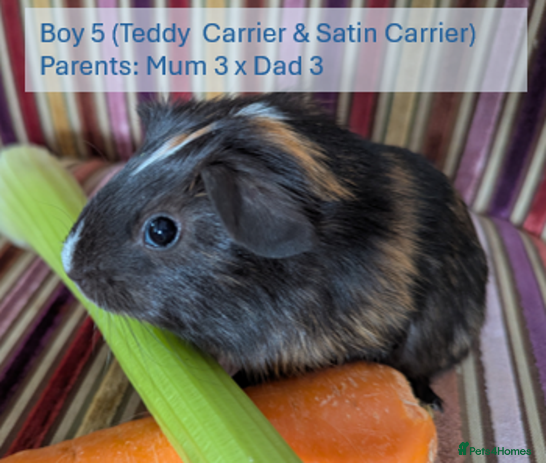 Guinea Pig rodents for sale: Teddy (& teddy satin carrier) guinea pigs for sale - Image 11