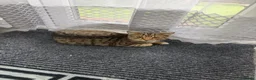 American Wirehair cats for sale: kitty in London - Advert 1