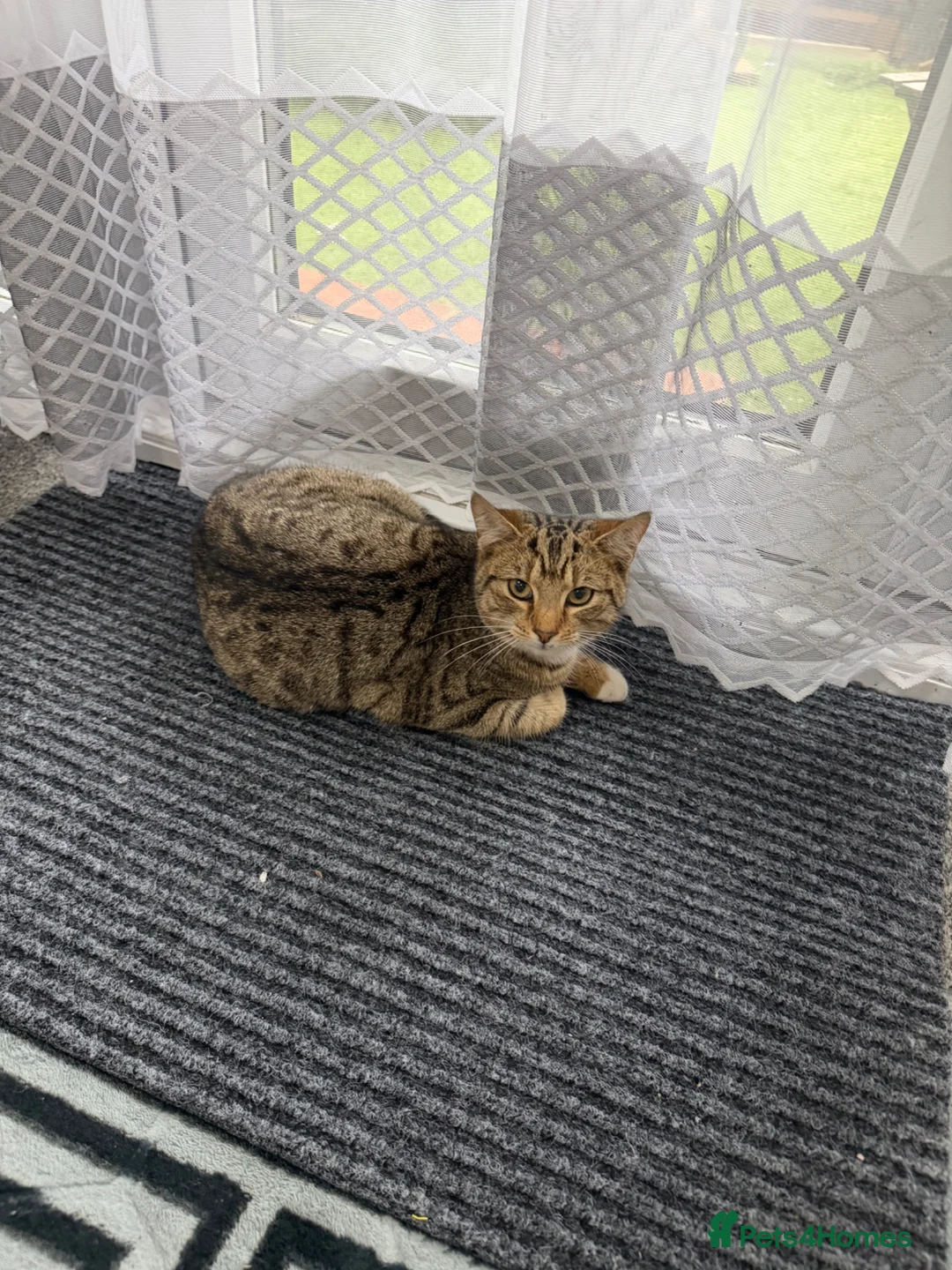 American Wirehair cats for sale: kitty in London - Advert 1