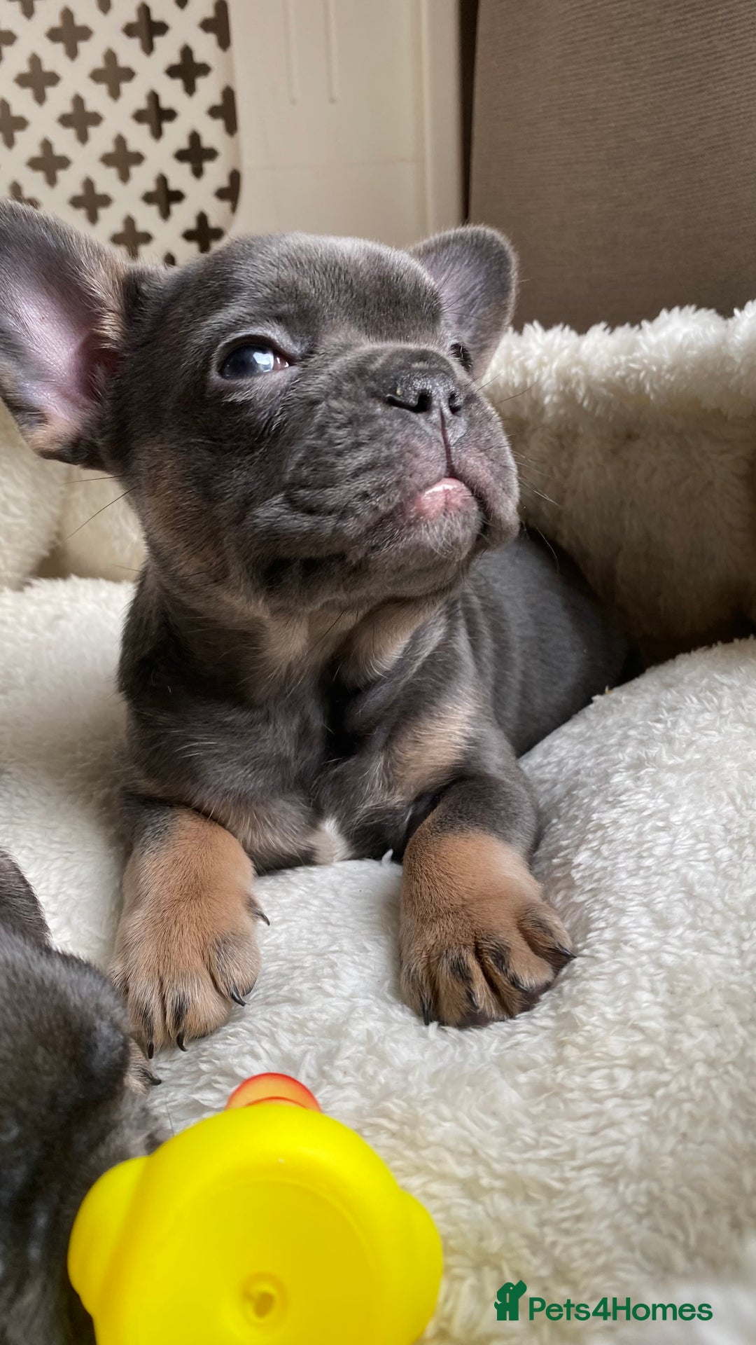 French Bulldog dogs for sale: Adorable Purebred Female French Bulldogs Ready! - Advert 7