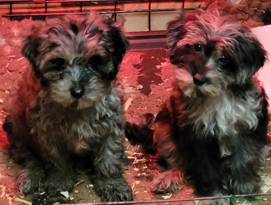 Labradoodle dogs for sale: Labradoodle puppies - Advert 13