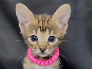 Savannah cats Excellent Quality Tica Registered Purebred kittens - Advert 3