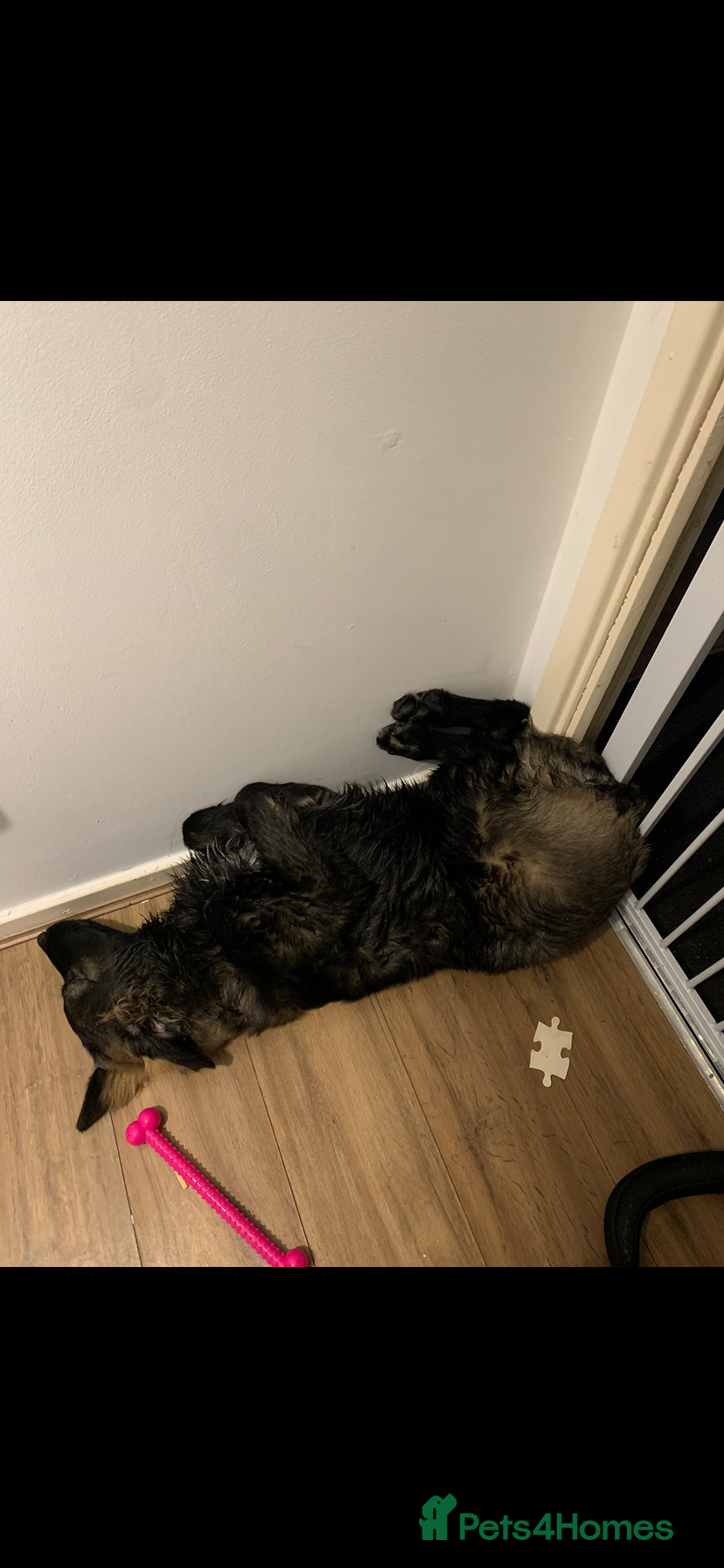 Mixed Breed dogs Lola bear - Advert 1