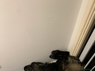 Mixed Breed dogs Lola bear - Advert 1