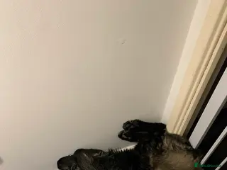 Mixed Breed dogs Lola bear - Advert 16