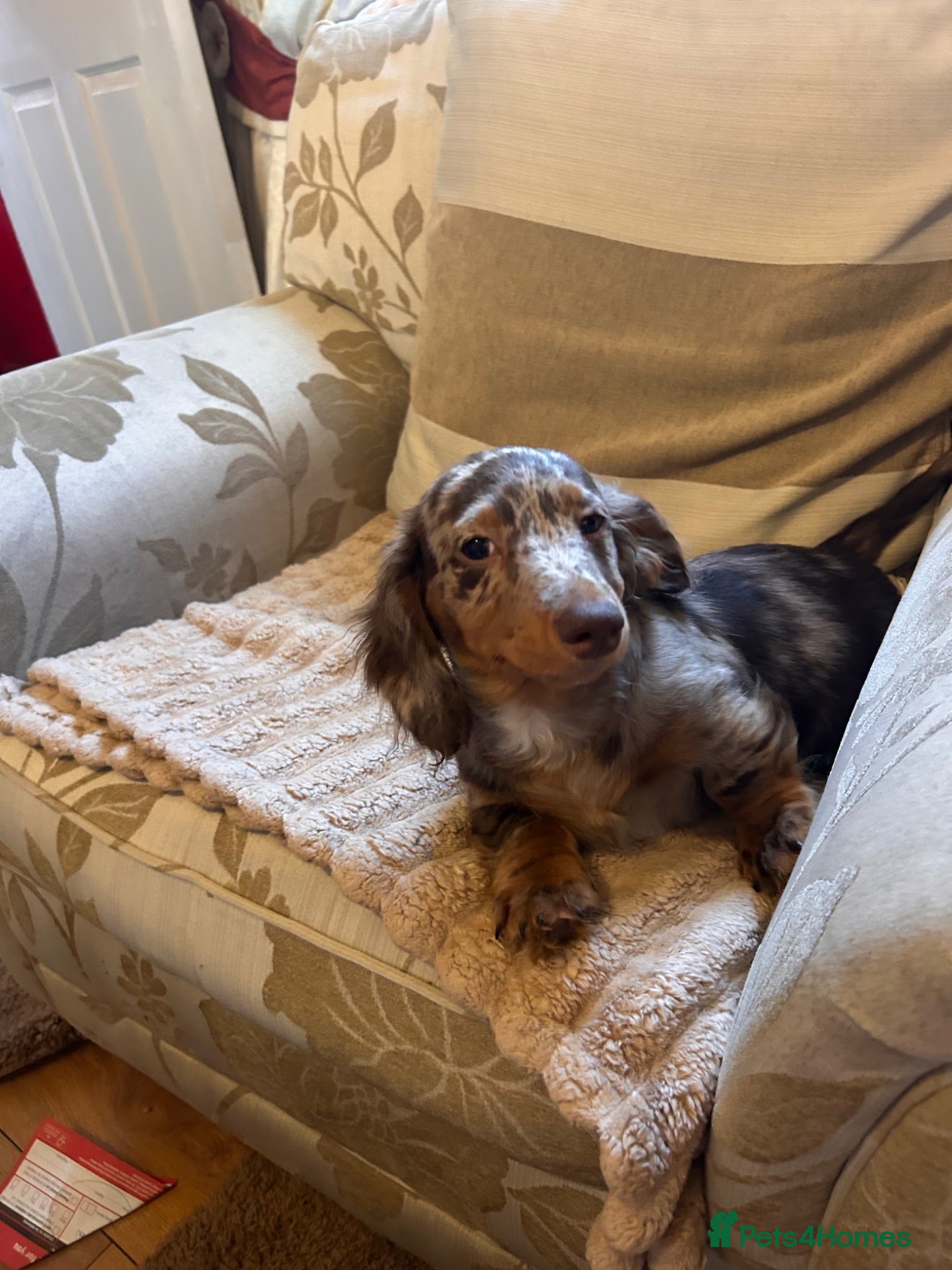 Miniature Dachshund dogs Miniature dadhaunds ready now  - Advert 1