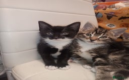 Mixed Breed cats for sale: Black and white girl kitten  - Image 2