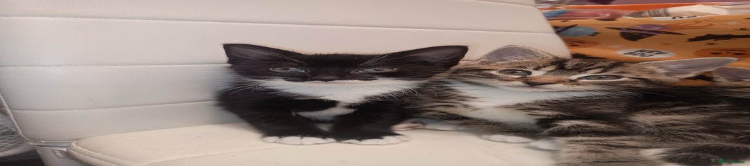 Mixed Breed Kitten 1