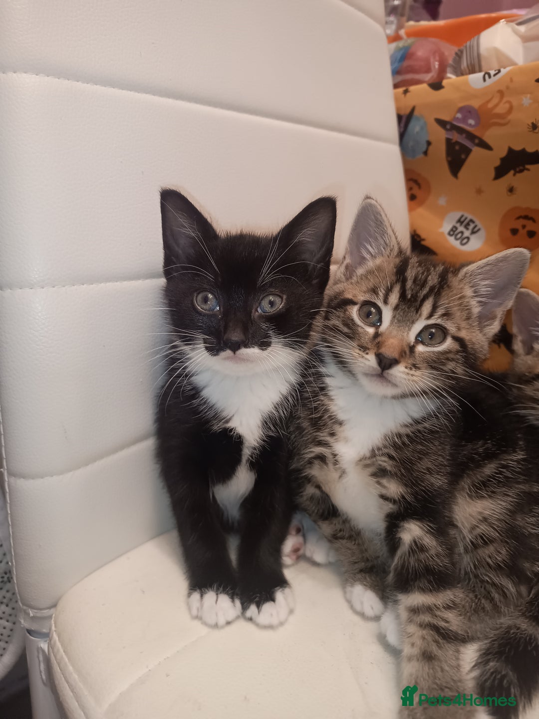 Mixed Breed cats for sale: Black and white girl kitten  - Image 2