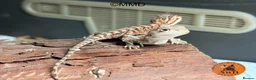 Bearded Dragon reptiles for sale: Red Monster /Zero Baby Bearded Dragons ready to go - Advert 10