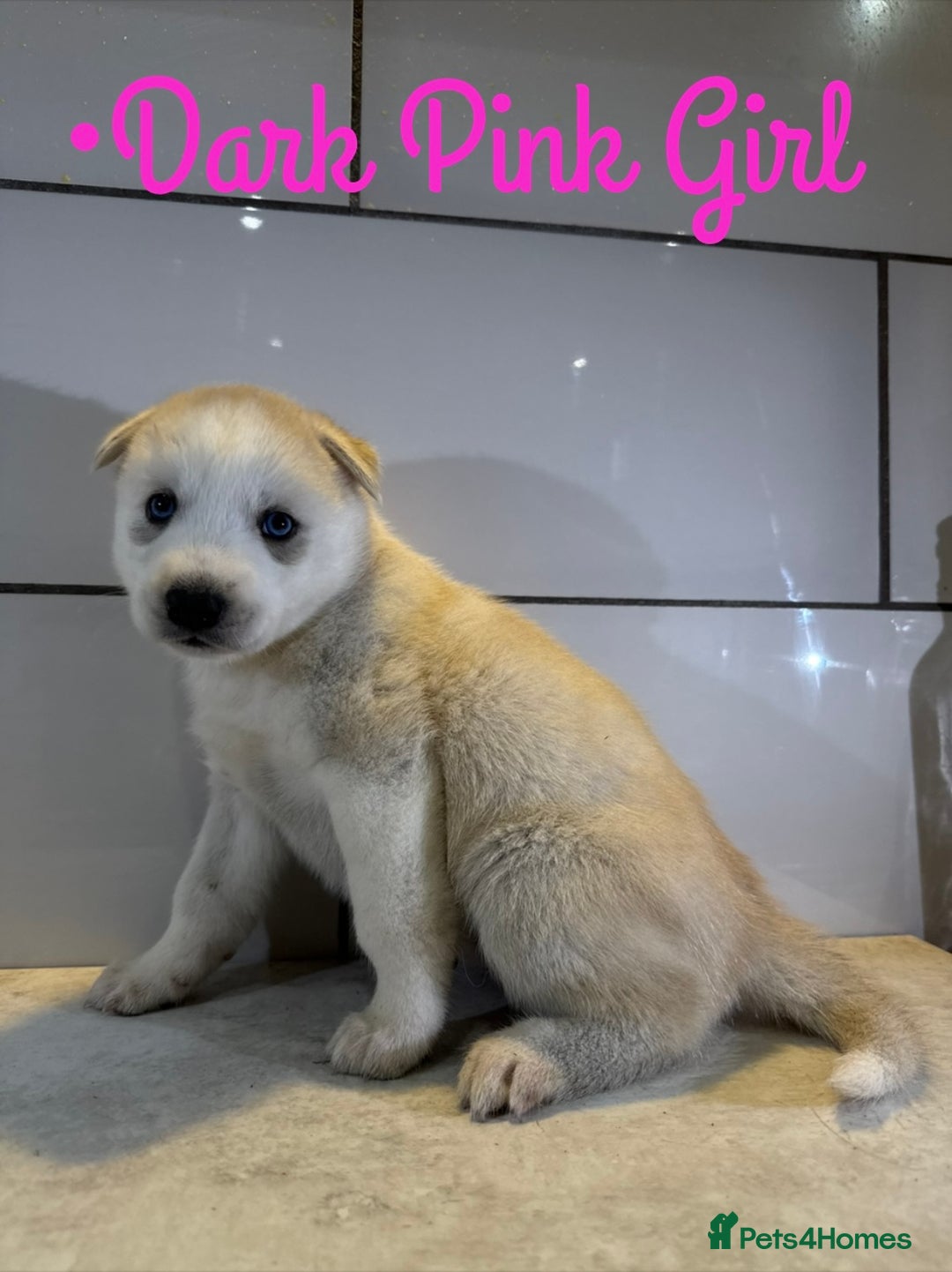 Siberian Husky dogs for sale: Husky Puppies 🩵🩷 - Image 12