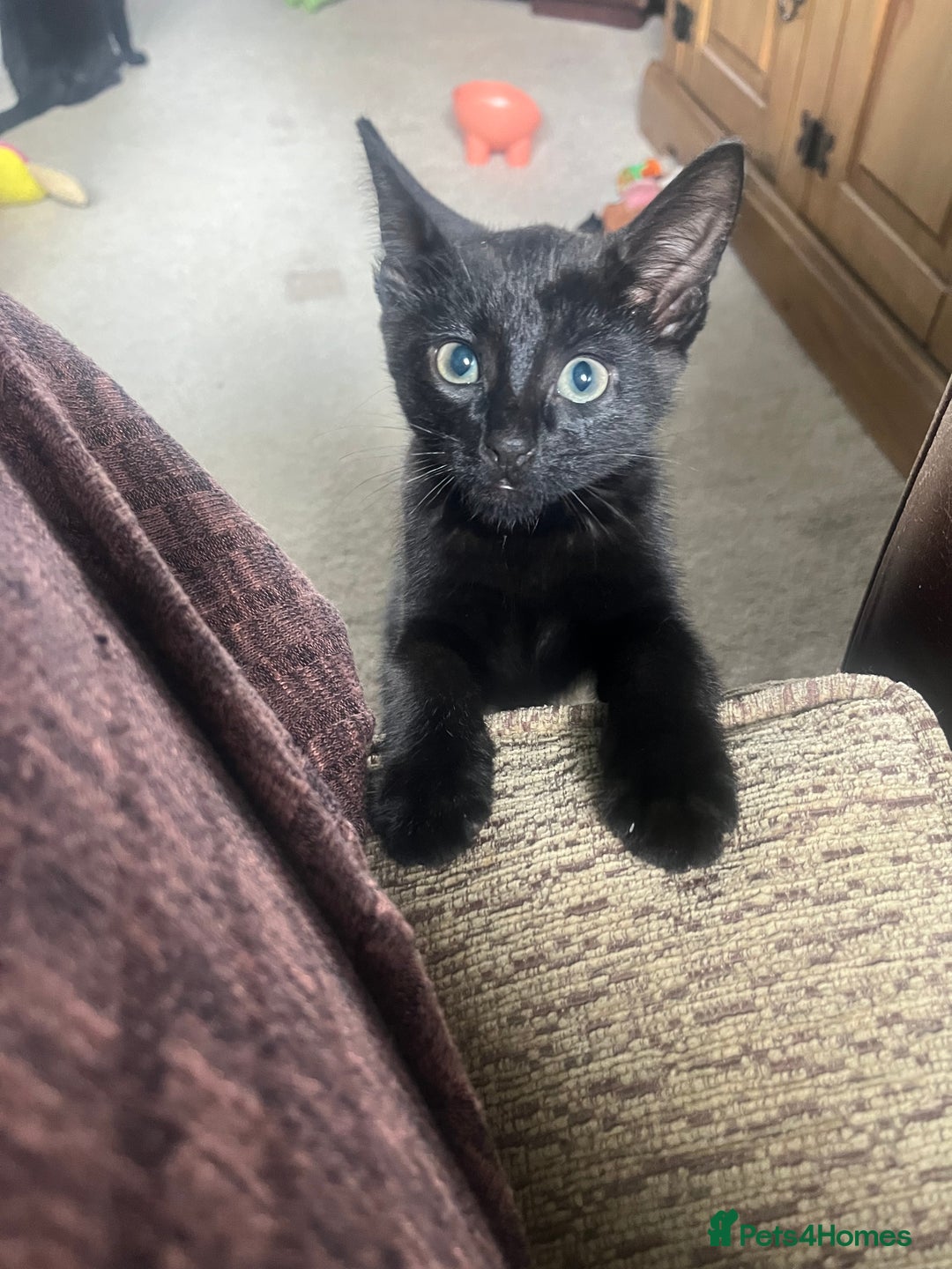 Mixed Breed cats for sale: 2 male kittens  - Image 3
