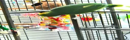 Parrots birds for sale: Kiki is a 9 month old Orange-winged Amazon Parrot  - Advert 5