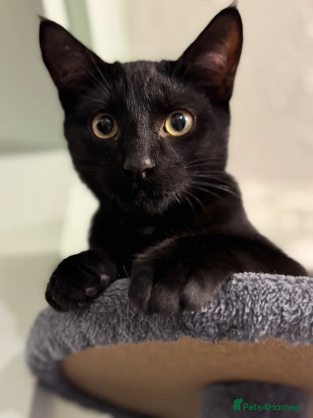 Mixed Breed cats for sale: Male cat - Advert 1