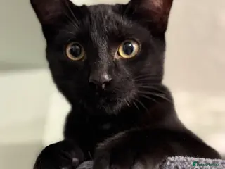 Mixed Breed cats Male cat - Advert 2