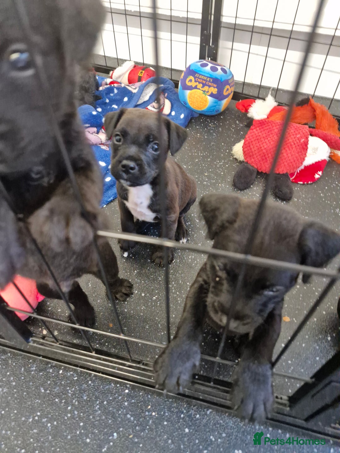 Patterdale Terrier dogs for sale: Patterdale x lakeland  - Image 17