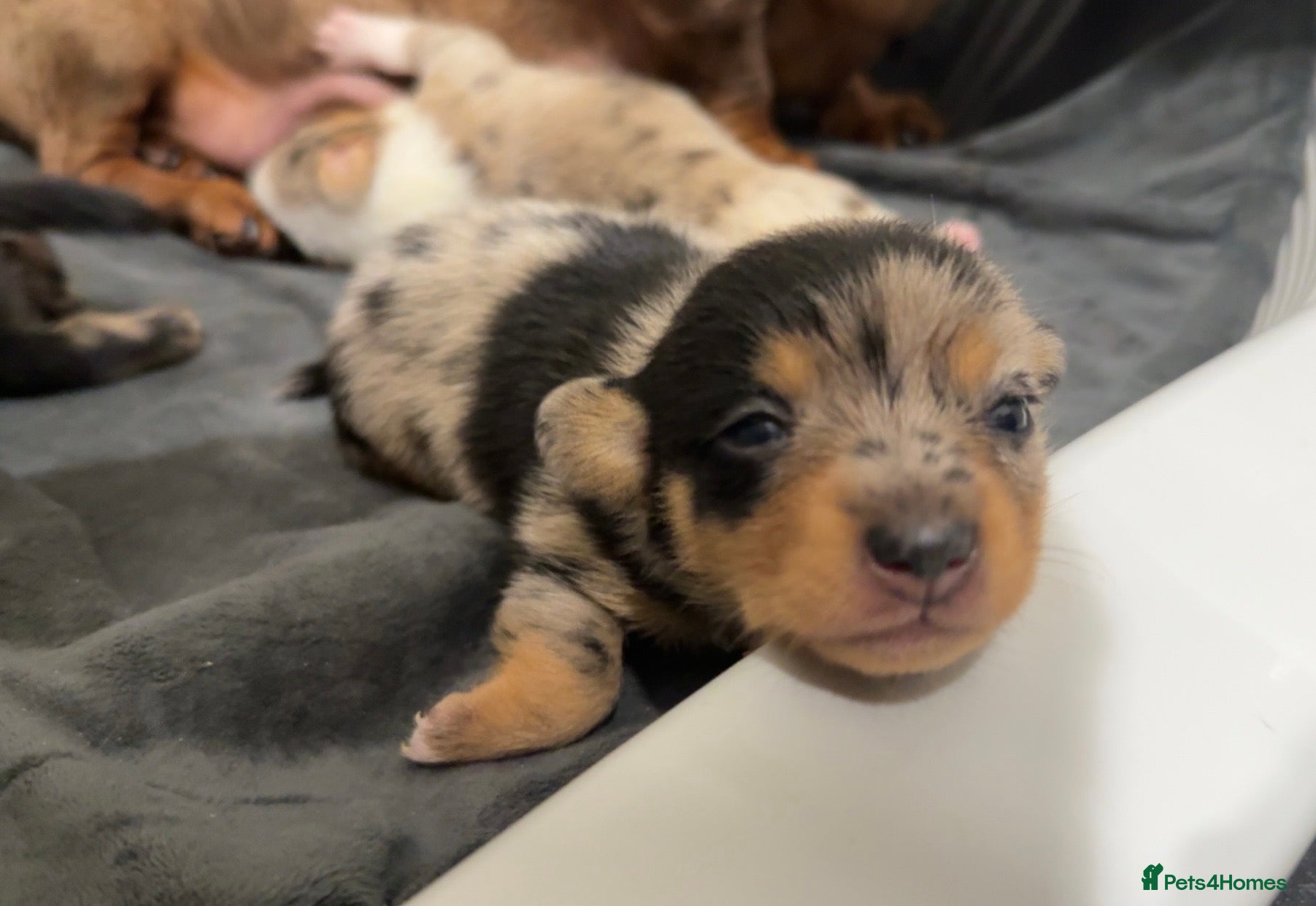 Miniature Dachshund dogs REDUCED THIS WEEK ONLY - MINIATURE DACHSHUNDS 🐶 - Advert 6