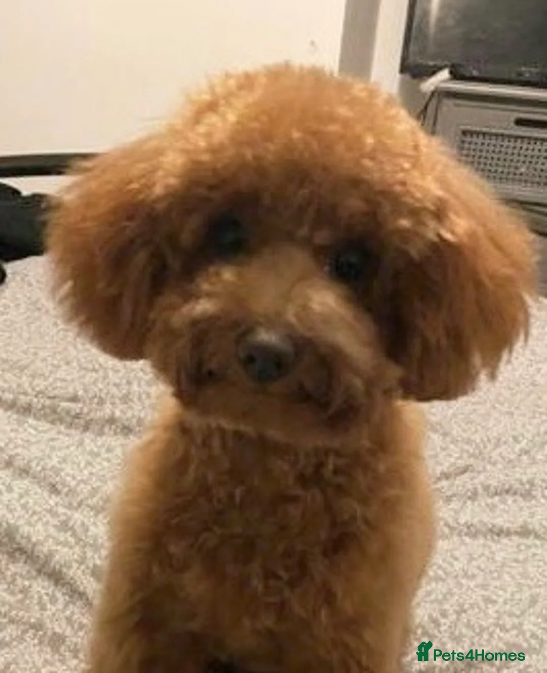 Toy Poodle dogs for stud: 🌹 RED TOY POODLE 9 INCH 2.8 KG HEALTH TESTED 🌹 in Romford - Advert 7