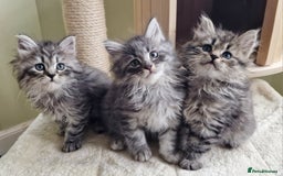 Siberian cats for sale: Siberian kittens GCCF registered, champion lines - Image 1