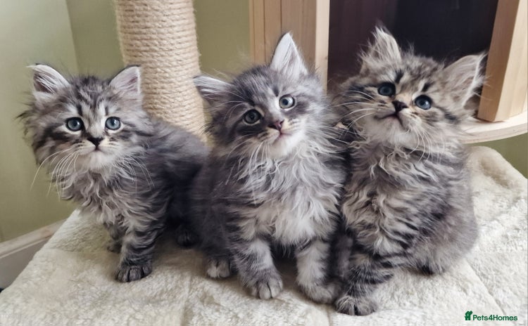 Siberian cats - Advert 1