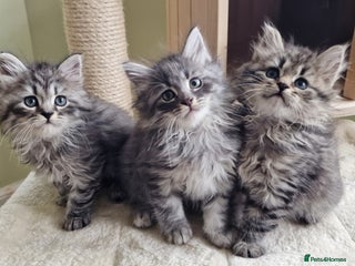 Siberian cats - Advert 5