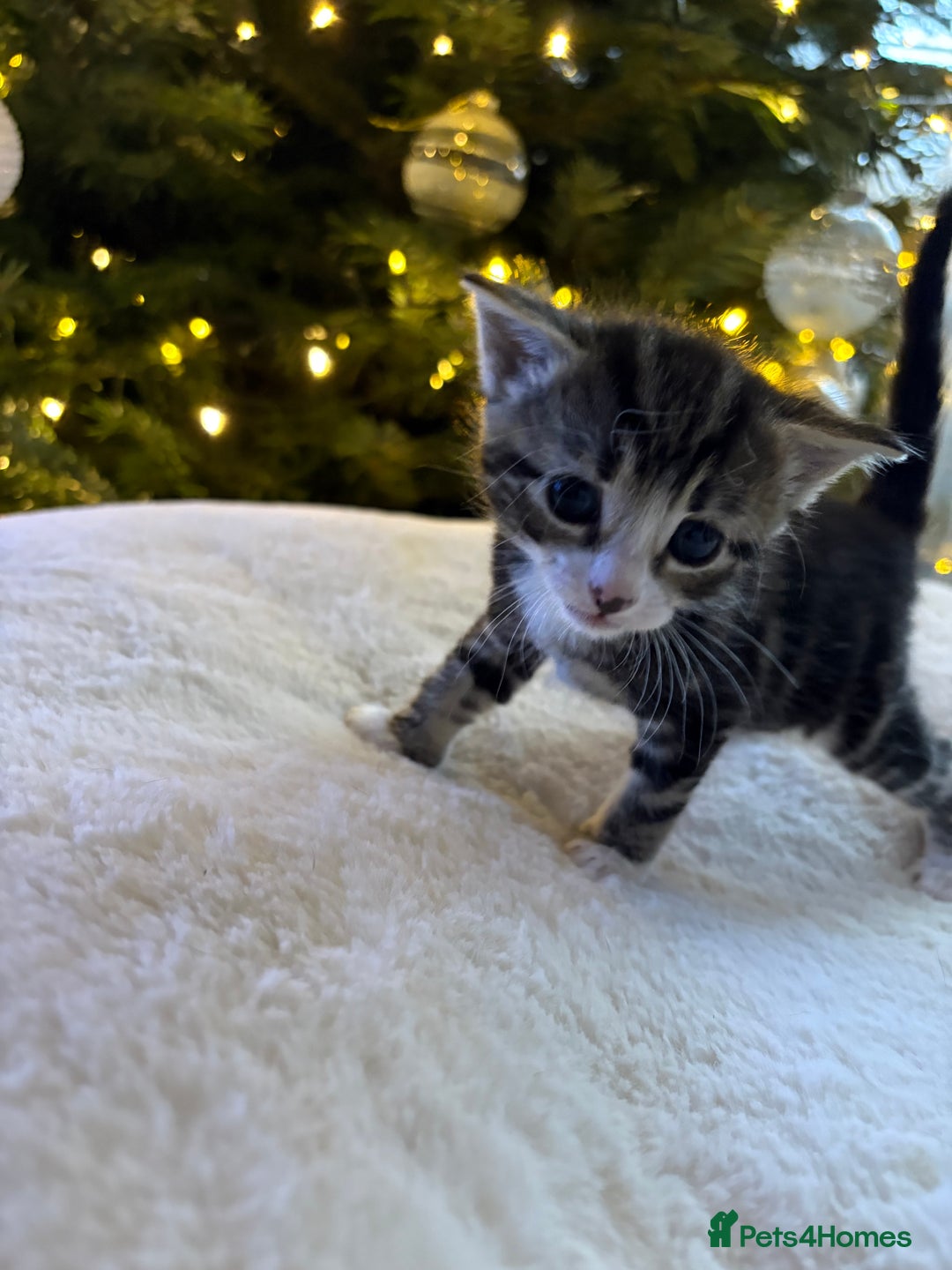 Mixed Breed cats for sale: Stunning kittens 🐱🐱🐱🐱 - Advert 14