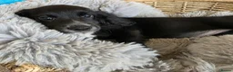 Cocker Spaniel dogs for sale: Working Type Cocker Spaniels - Advert 22