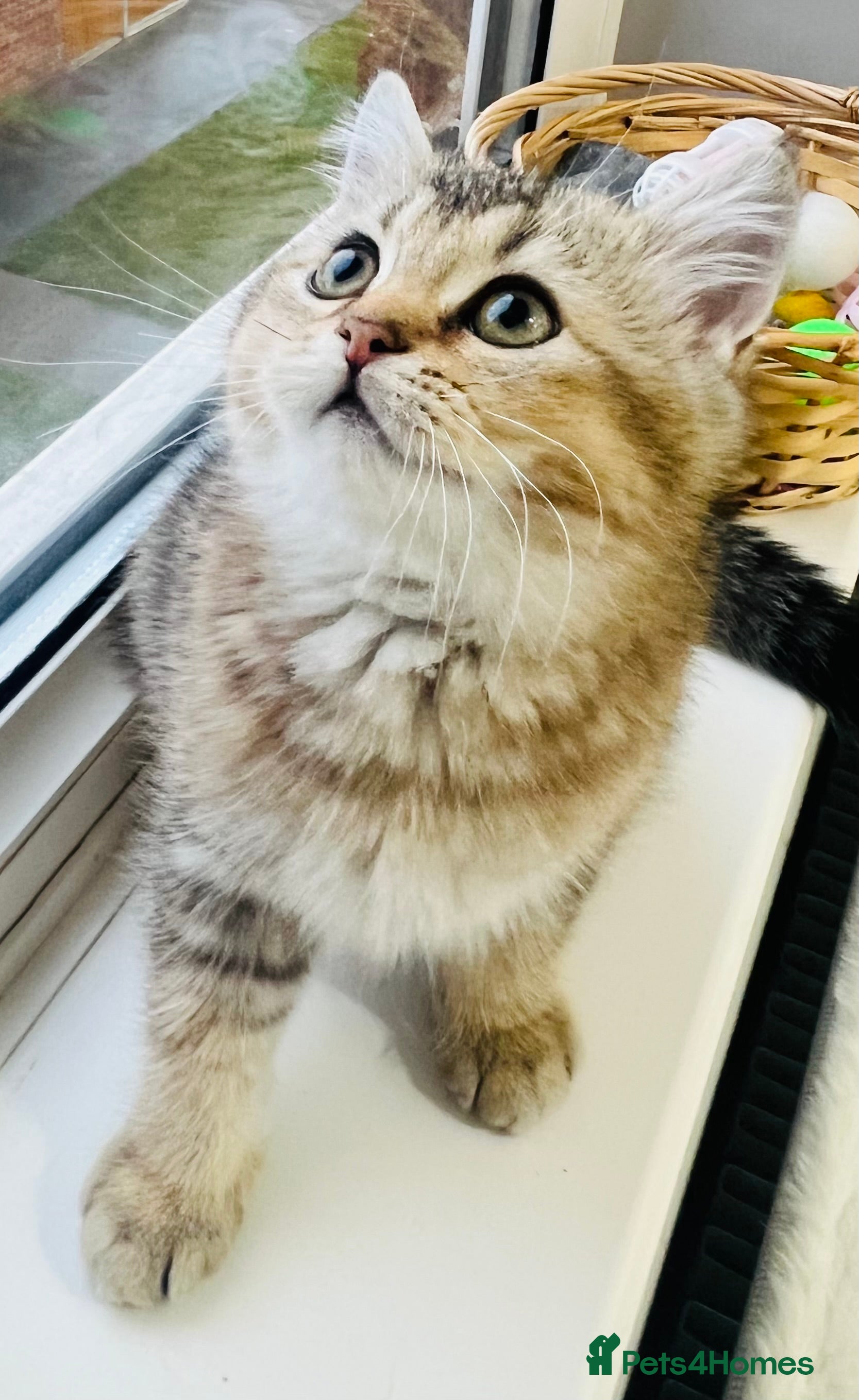 Scottish Fold cats TICA registered Pedigree boy kitten  - Advert 5